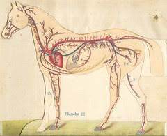 anato cheval 3