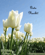 Gute Nacht