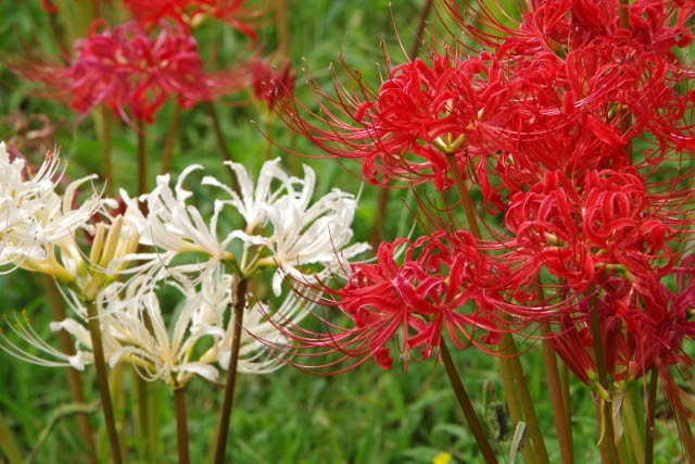 リコリリス ヒガンバナ 彼岸花 の育て方 チューリップ球根ブログ