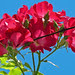 Dortmund Climbing Rose