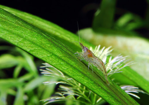 ミナミヌマエビの寄生虫の駆除対策方法について 熱帯魚 淡水魚 海水魚の図鑑