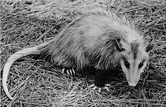 How Many Possums Per Spoon?