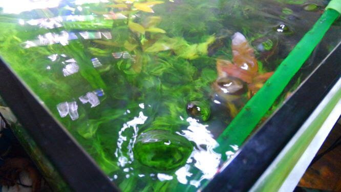 水流の作り方 熱帯魚やエビの酸欠と油膜を防ぐ方法