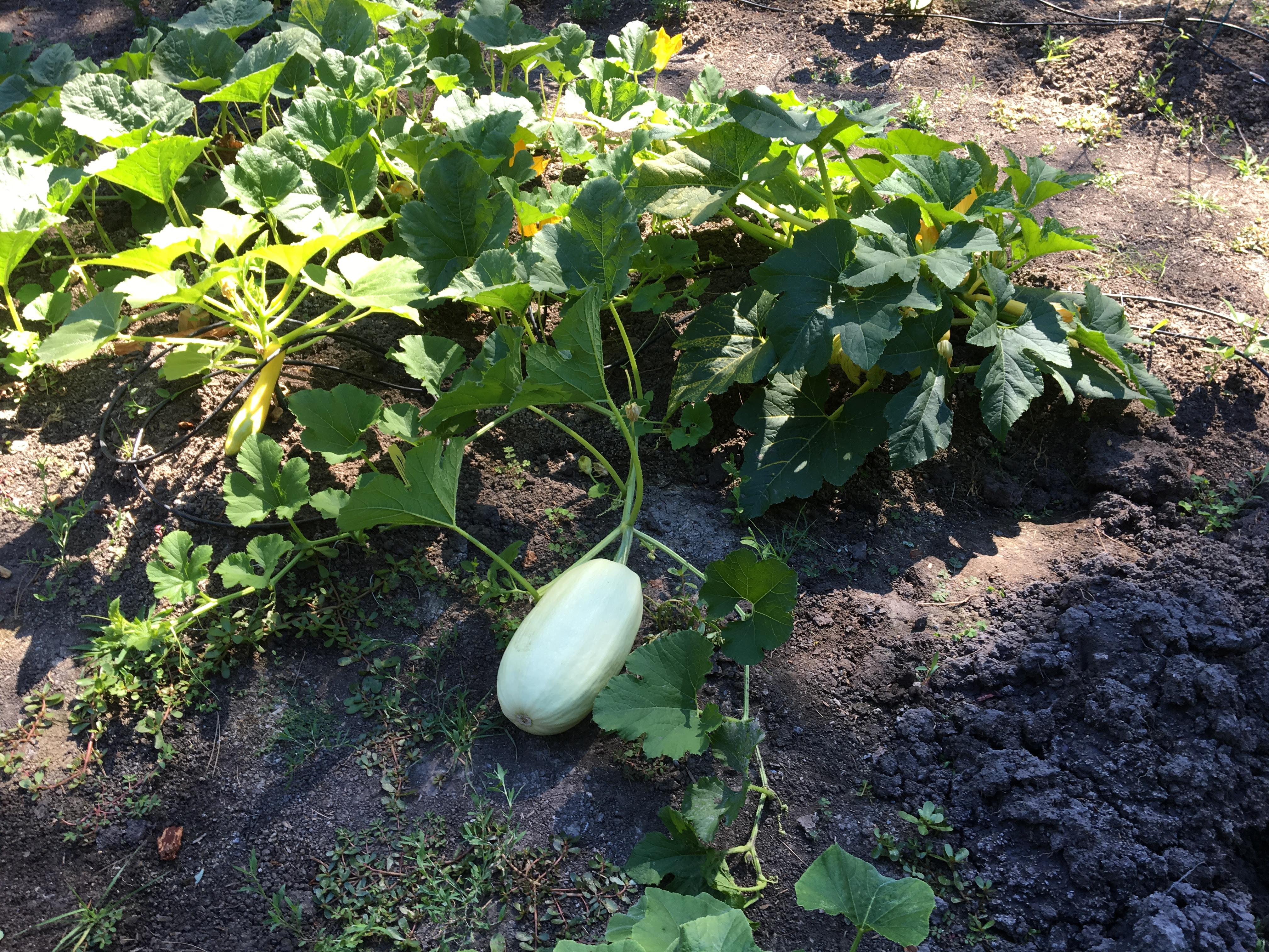 Spaghetti Squash Ripe Maybe Not Hort Coco Uc Master Gardener Program Of Contra Costa Anr Blogs