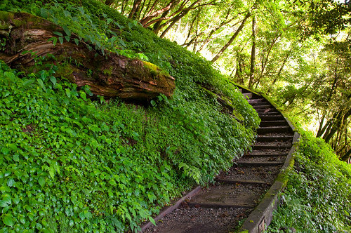 Alishan  012