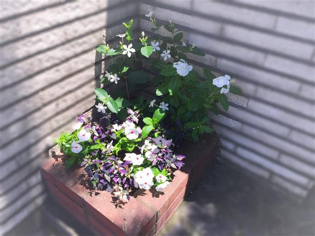 トウガラシパープルフラッシュはシックな寄せ植えにピッタリ 花ズバっ プランツギャザリング寄せ植え教室ギャザリング作品オーダー花創人はなそうにん