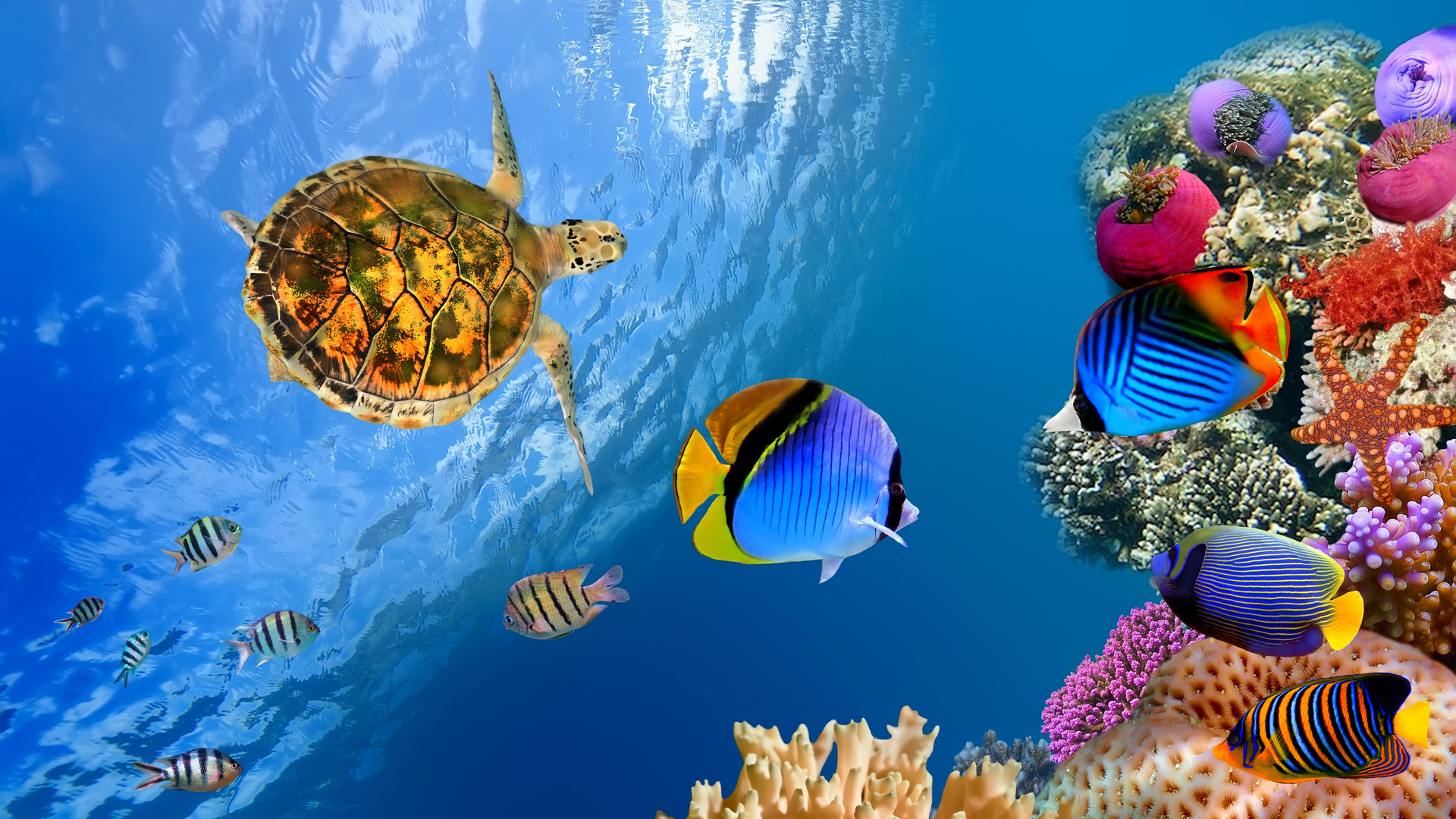 4K Wallpaper Pack WallpaperSafari 4K Wallpaper Pack WallpaperSafari