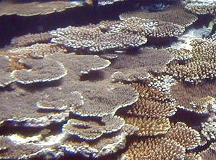 沖縄 石垣島 シュノーケリングで見られるサンゴと魚たちの動く図鑑