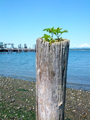 New growth in old, 7/26/12 by altiemae