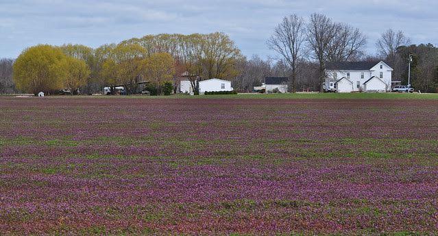 Lamium amplexicaule