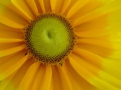 yellow flower macro