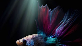 Unlocking the Truth: Are Betta Fish Nocturnal? - A Comprehensive Guide