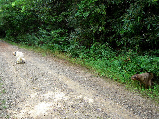 synchronized pooping