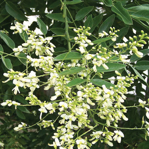 bệnh tim mạch, đau thắt ngực, cao huyết áp bệnh tim mạch, đau thắt ngực, cao huyết áp