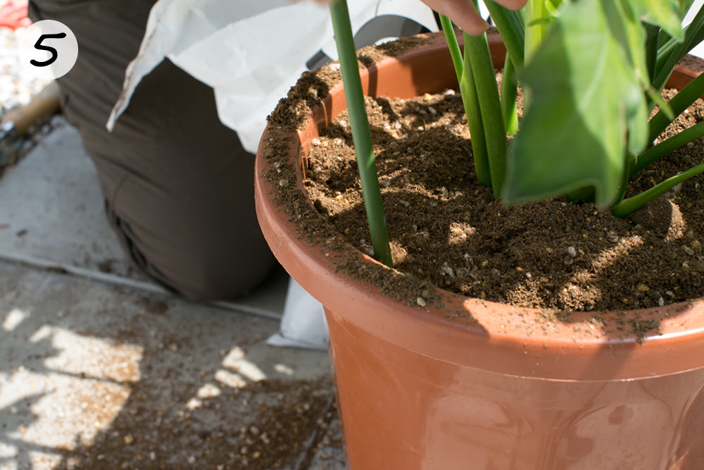 Gardening Tip For May 大きくなり過ぎた観葉植物を植えかえよう 植木鉢ナビ