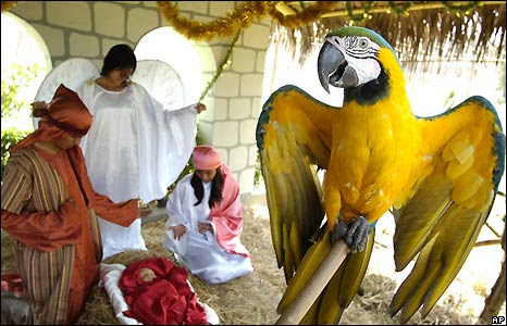 Guacamaya bird at a staging of the nativity scene at the Parque de las Leyendas zoo in Lima, Peru