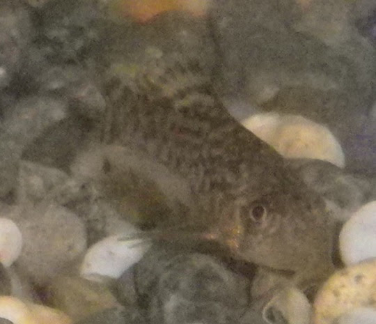 コリドラス ステルバイ２ 萌萌虫雑記帳