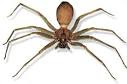 brown recluse spider picture