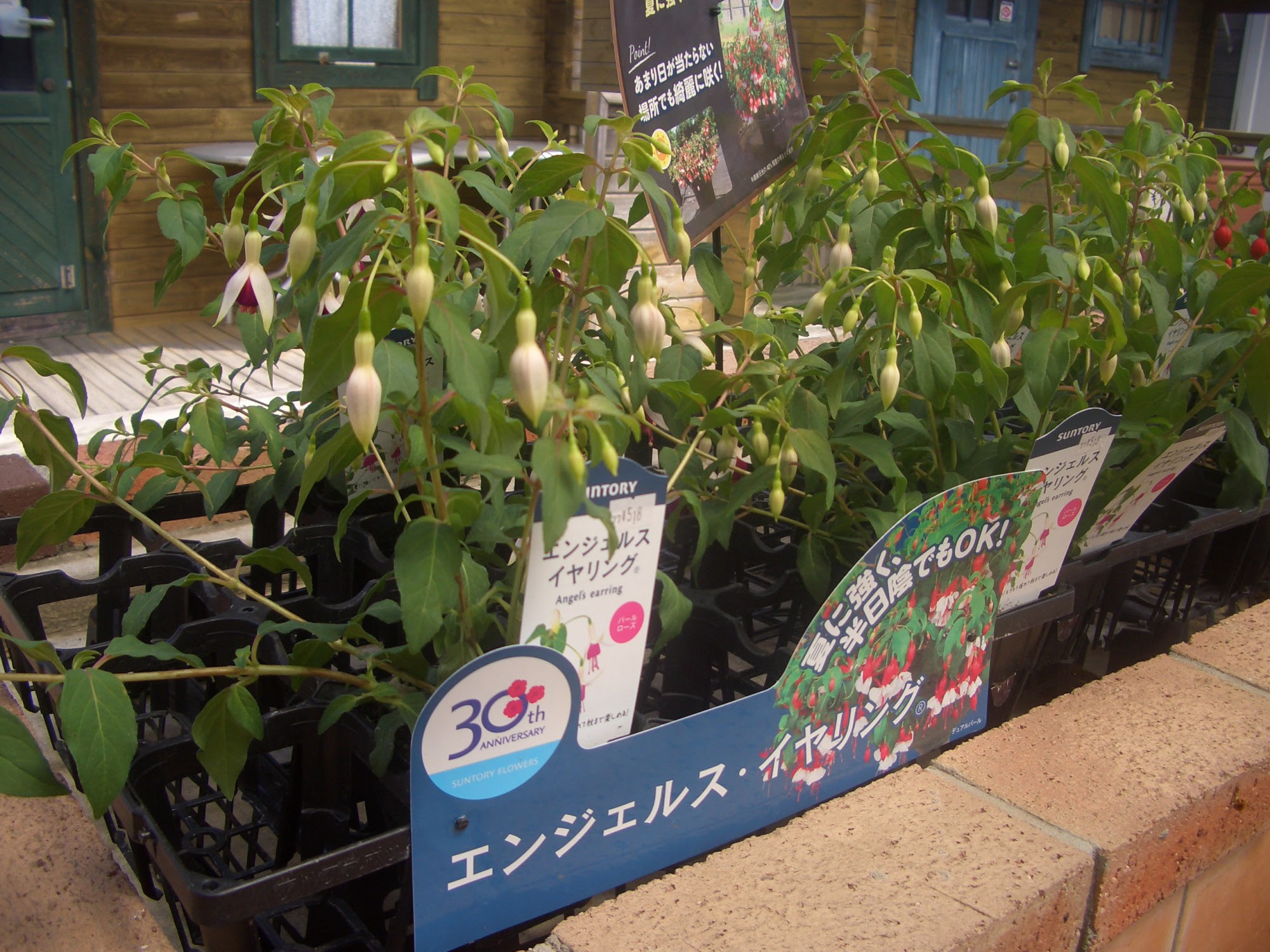 新苗入荷 エンジェルスイヤリング お庭 ガーデン 外構工事 エクステリア ログハウス 庭夢 安城市 西尾市 碧南市 刈谷市 岡崎市