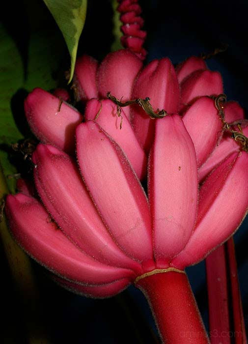 perierga.gr - Κόκκινες μπανάνες: Άλλο φρούτο!