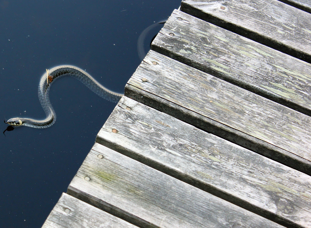 Water Snake