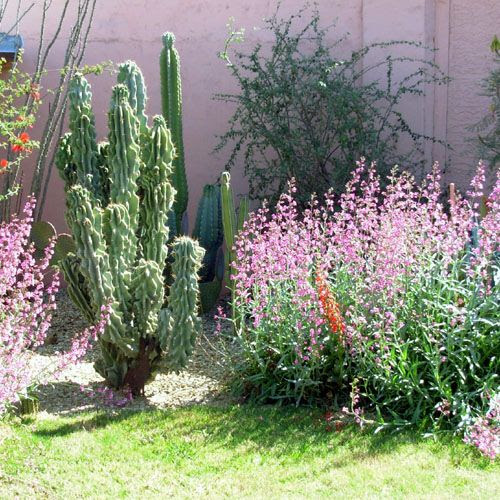 desert landscaping plants desert landscaping ideas Pinterest