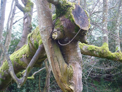 Spooky tree 1