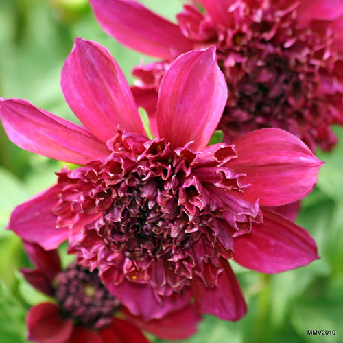 dahlia flower pictures