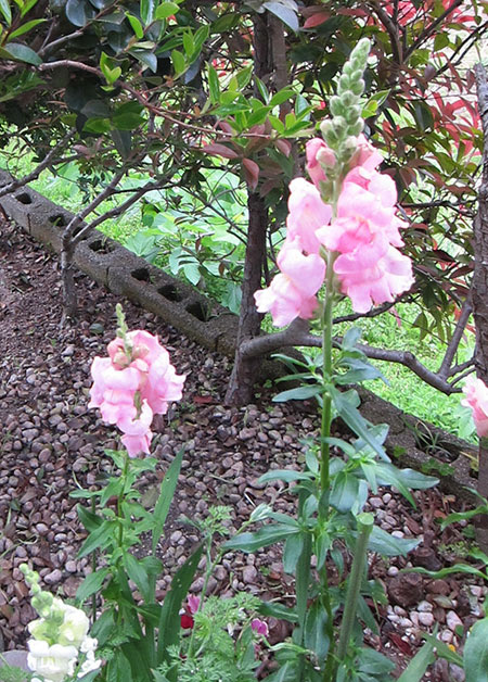 背の高い方の金魚草 痛快 無職生活 そして ワタシの車窓から は続く かも