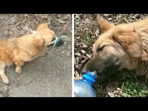 The story of the dog was hit by bullets and had an accident while runnin...