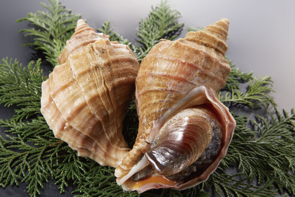 つぶ貝のさばき方 食べ方を魚屋が徹底解説 毒の処理がポイント