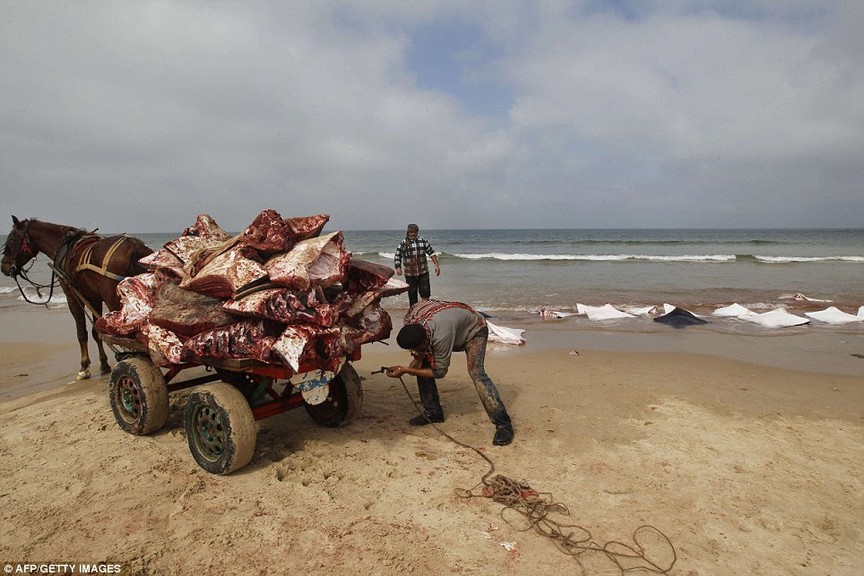 On the move: It was the first time the fish had been seen on the beach for six years, according to a local video report purporting to show fisherman examining the Rays