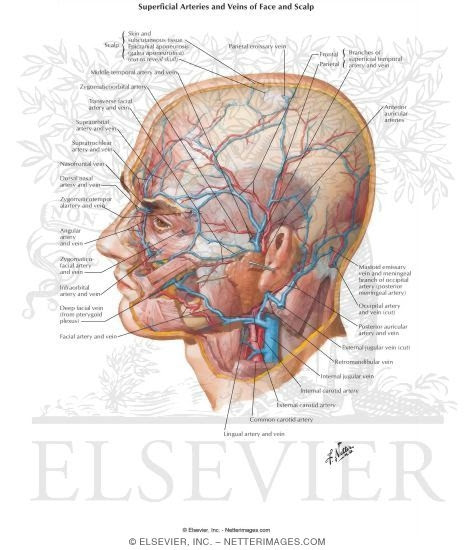 arteries in neck and head. Arteries In Neck And Head.