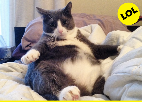 What a fat cat.
