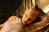 Cats Movie Furry Art