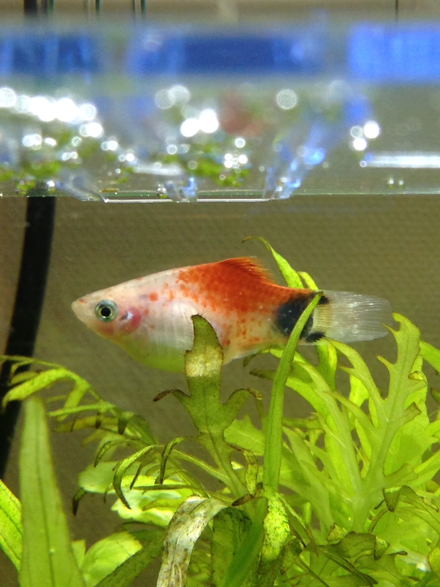 三十路夫婦の趣味日記 アクア定番の病