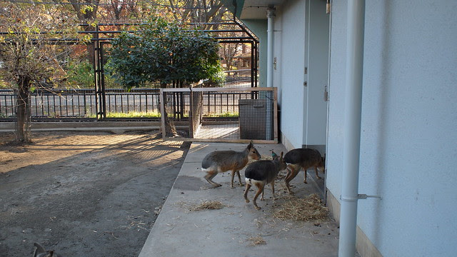 Inokashira Park Zoo