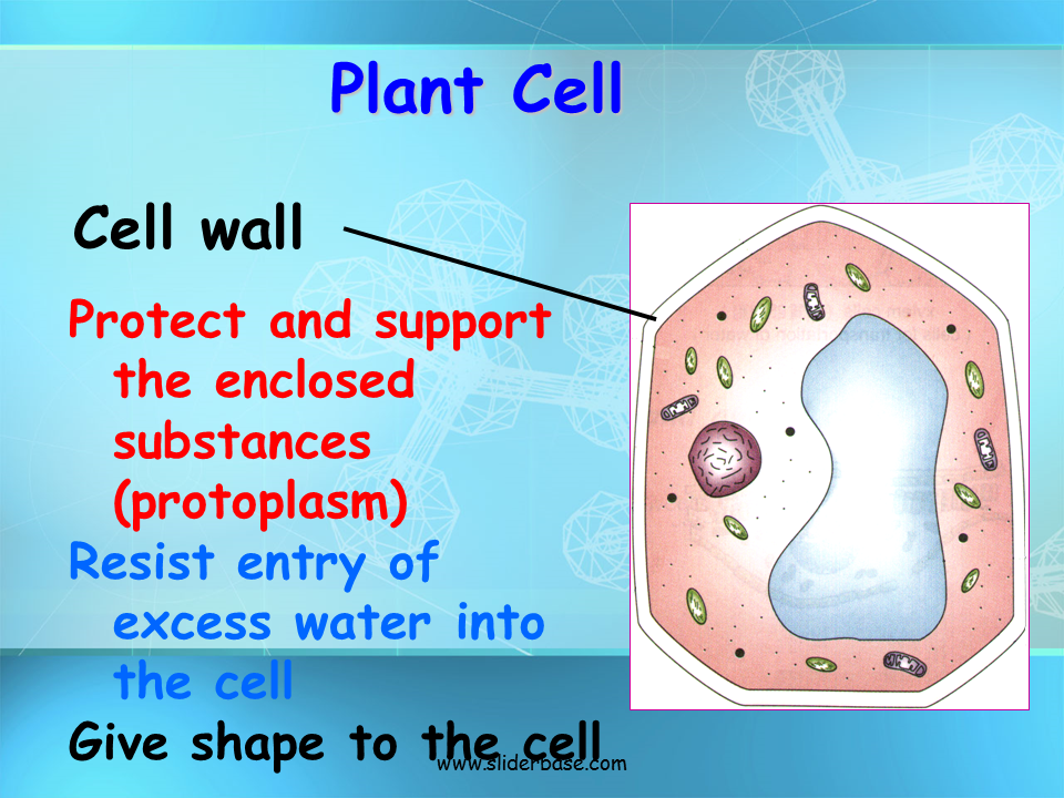Plant Cell Organelles