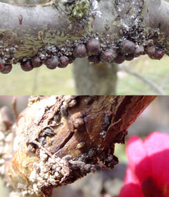 探鳥は楽し 探蝶も楽し7回