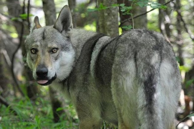 Grands prédateurs: Un loup repéré dans le canton de ...