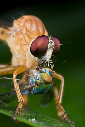 orange robber fly with long legged fly prey IMG_6296 copy
