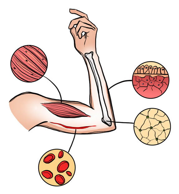 autoimmune skin issues