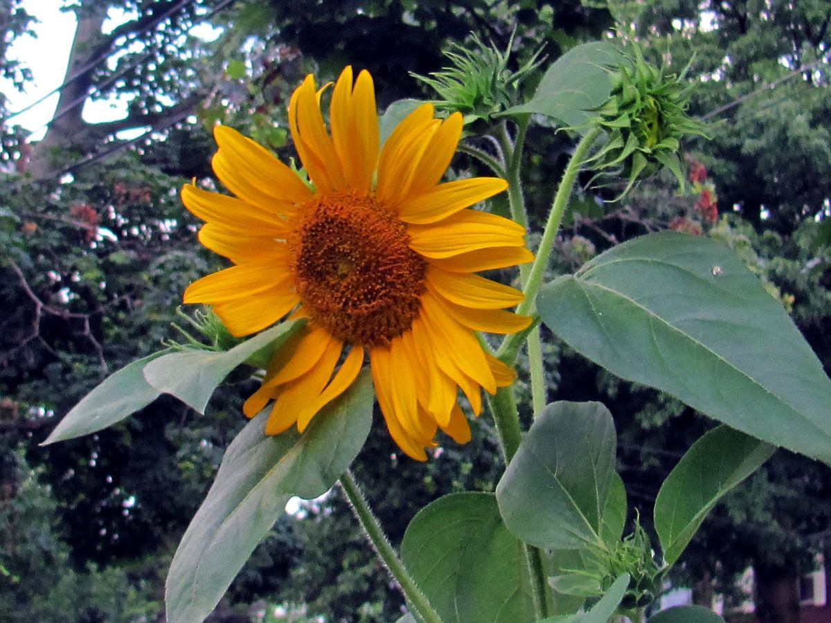Sunflower photo IMG_8987a_zps16ffd6c1.jpg