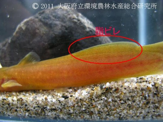 アカザ 淡水魚図鑑 在来種 図鑑 大阪府立環境農林水産総合研究所