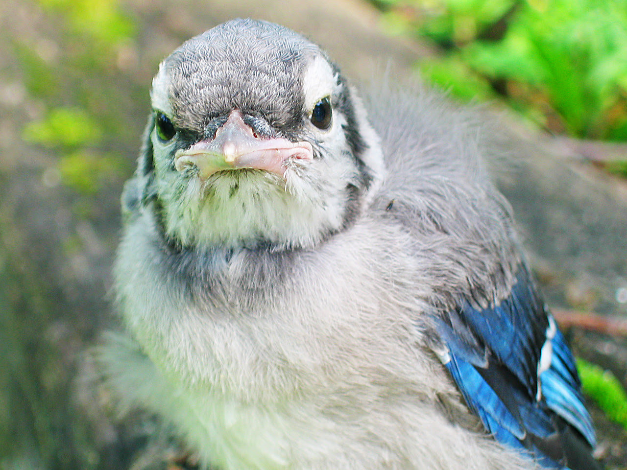 baby bird