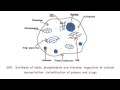 Cheek Cells Microscopic Diagram