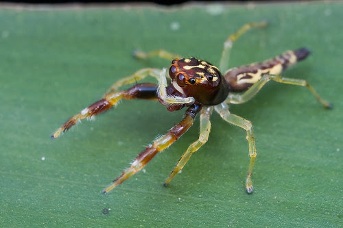 A Gorgeous jumping spider...IMG_7401 copy