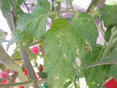 ミニトマトの葉の斑点は何 水耕栽培q A