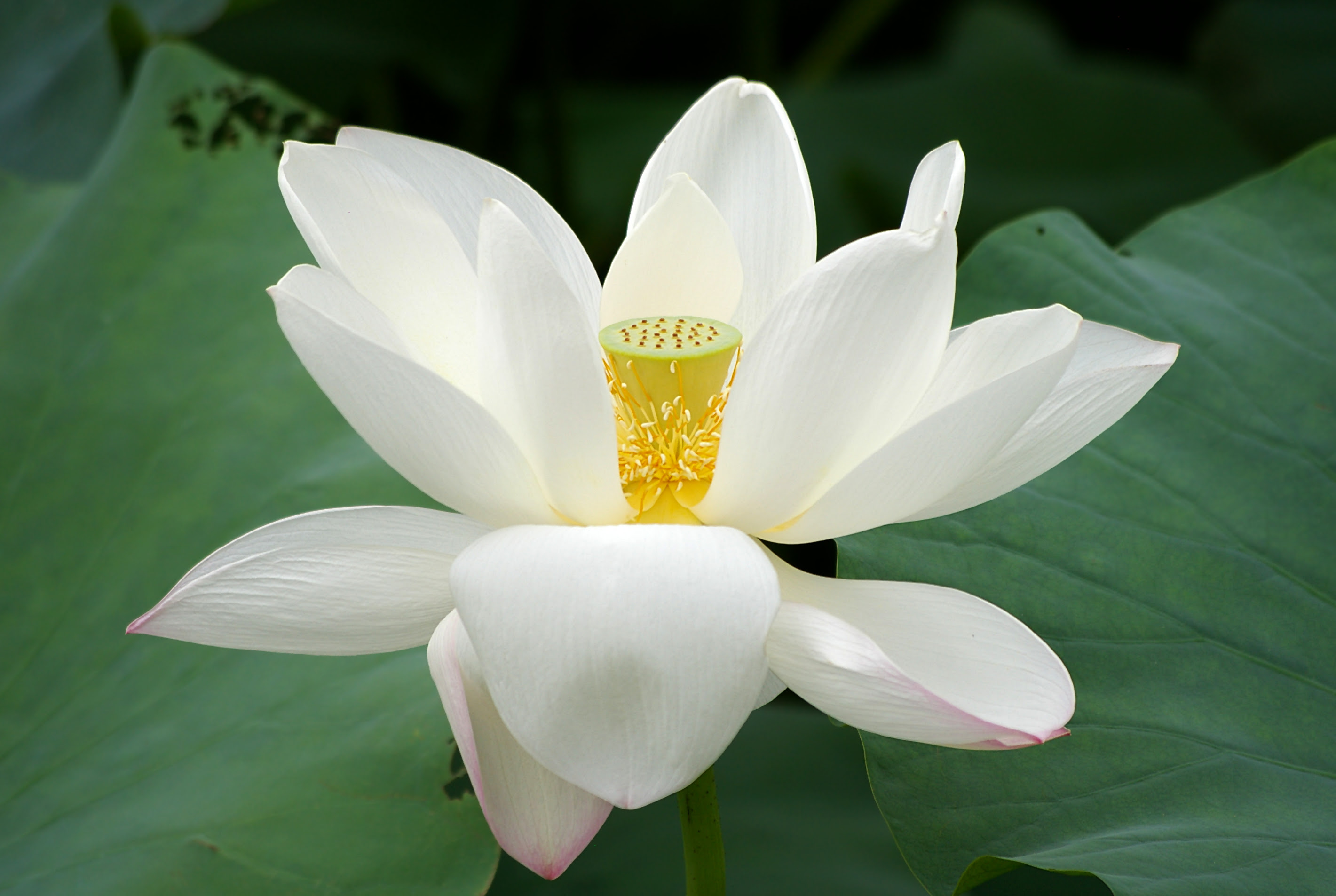 Description 20090809 Lotus flower 2736.jpg