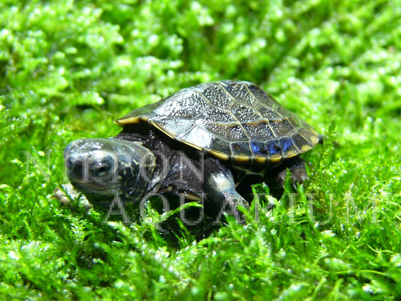 ゼニガメ 飼育方法 飼い方 餌 水温 混泳などについて 熱帯魚図鑑 熱帯魚の飼育 混泳 繁殖 病気など